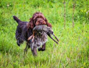 hundefuehrerschule-wieland-jagdhund-mit-hasen