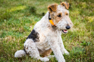 hundefuererschule-wieland-fox-terrie