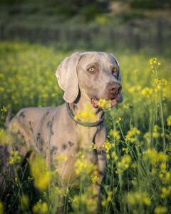 hundefuererschule-wieland-weimaraner-hund