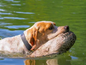 hundefueherschule-jochen-wieland-braun-hunde-kopf-im-wasser-mit-ente