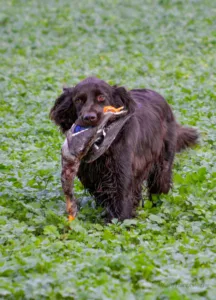 hundefueherschule-jochen-wieland-hund-auf-der-wiese-mit-ente_frontansicht