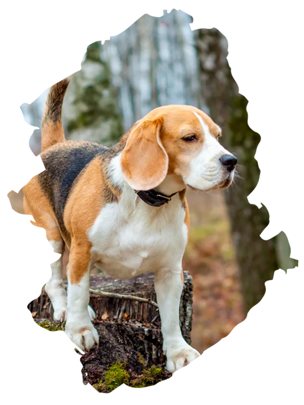 hundeführerschule-joachim-wieland-beagle-slider